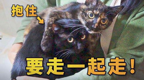 捡来的猫男友在线观看,在线观看揭开奇幻爱情之谜  第1张